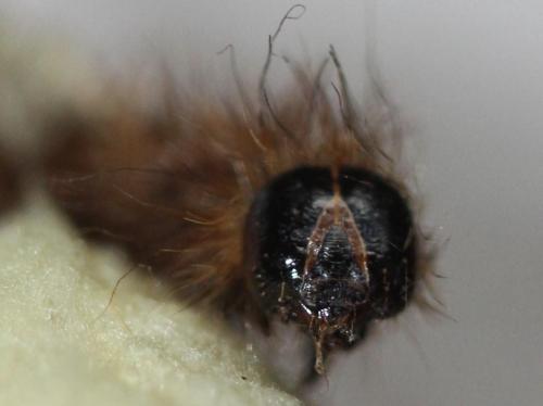 Réf. 199 801 : Acronicta rumicis